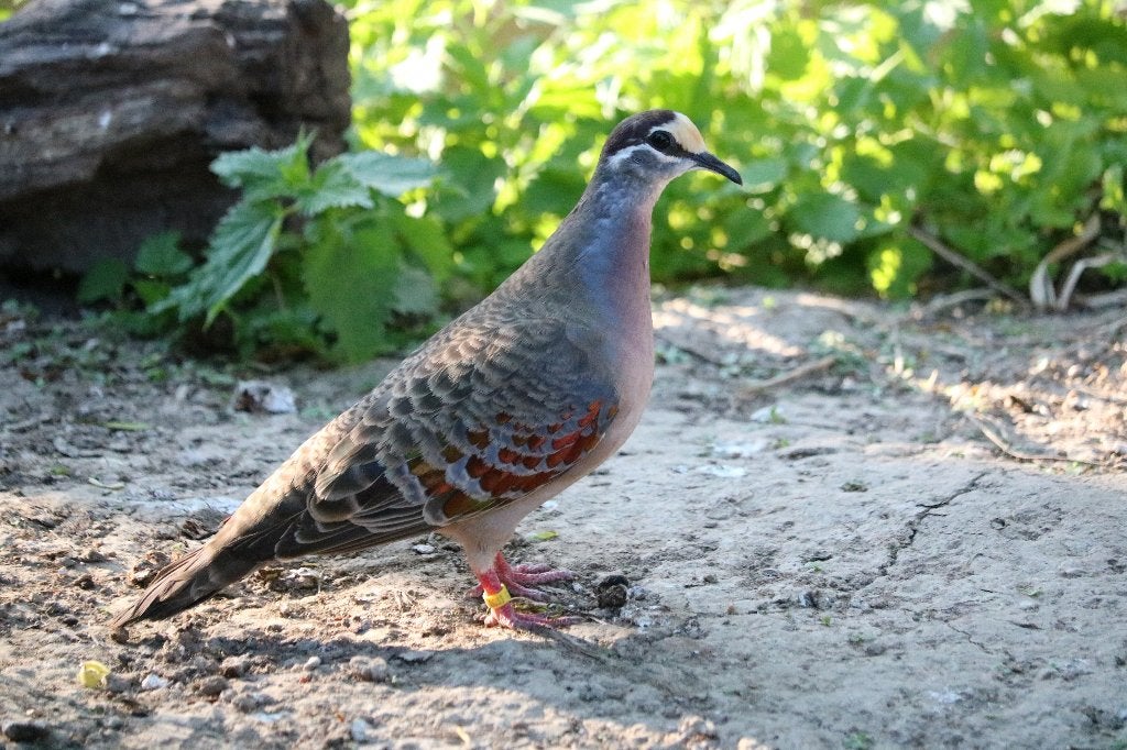 Bronsvleugelduiven, Dieren en Toebehoren, Meerdere dieren, Overige soorten