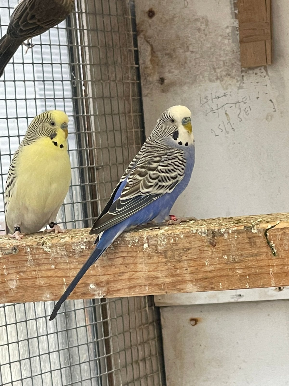 Grasparkieten en bourkes, Dieren en Toebehoren, Meerdere dieren, Parkiet, Geringd