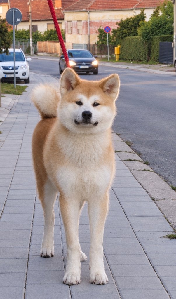 Akita Inu - Female, Dieren en Toebehoren, 15 weken tot 1 jaar, Buitenland, Groot, Meerdere