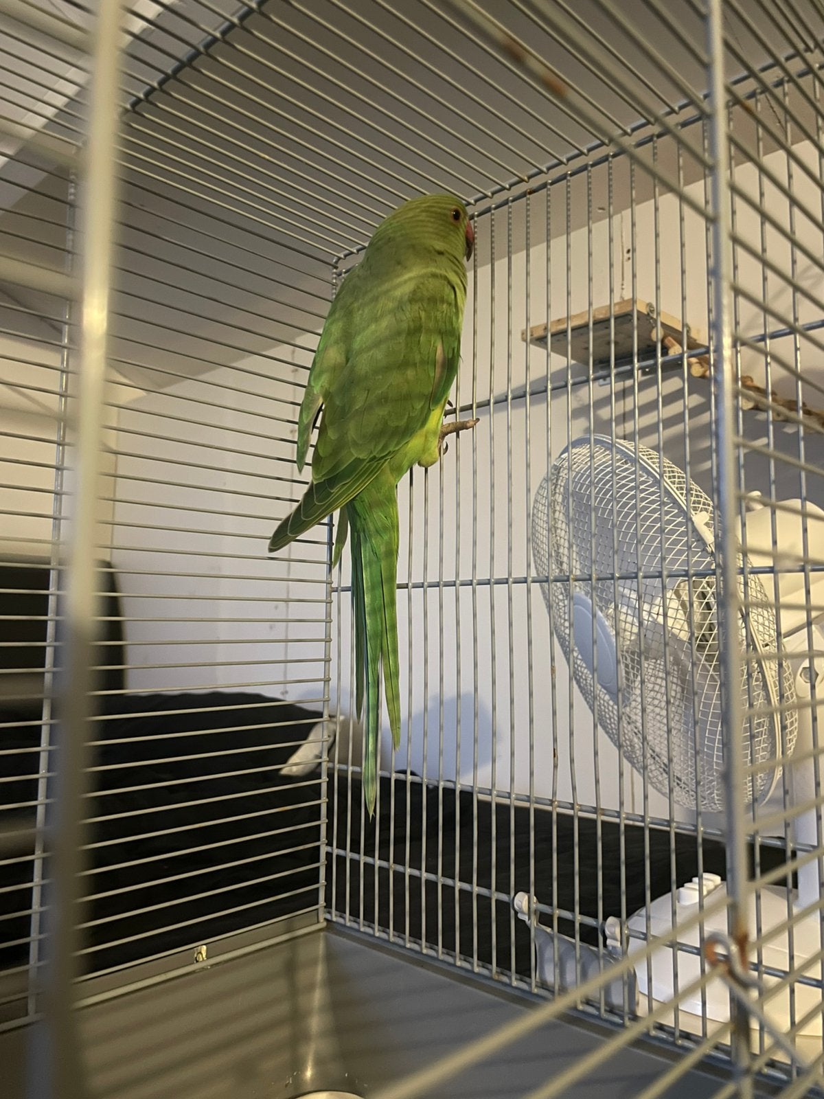 Kiwi zoekt een fijn nieuw thuis, 33 - 40 uur, Overige niveaus, Vanaf 10 jaar, Overige vormen