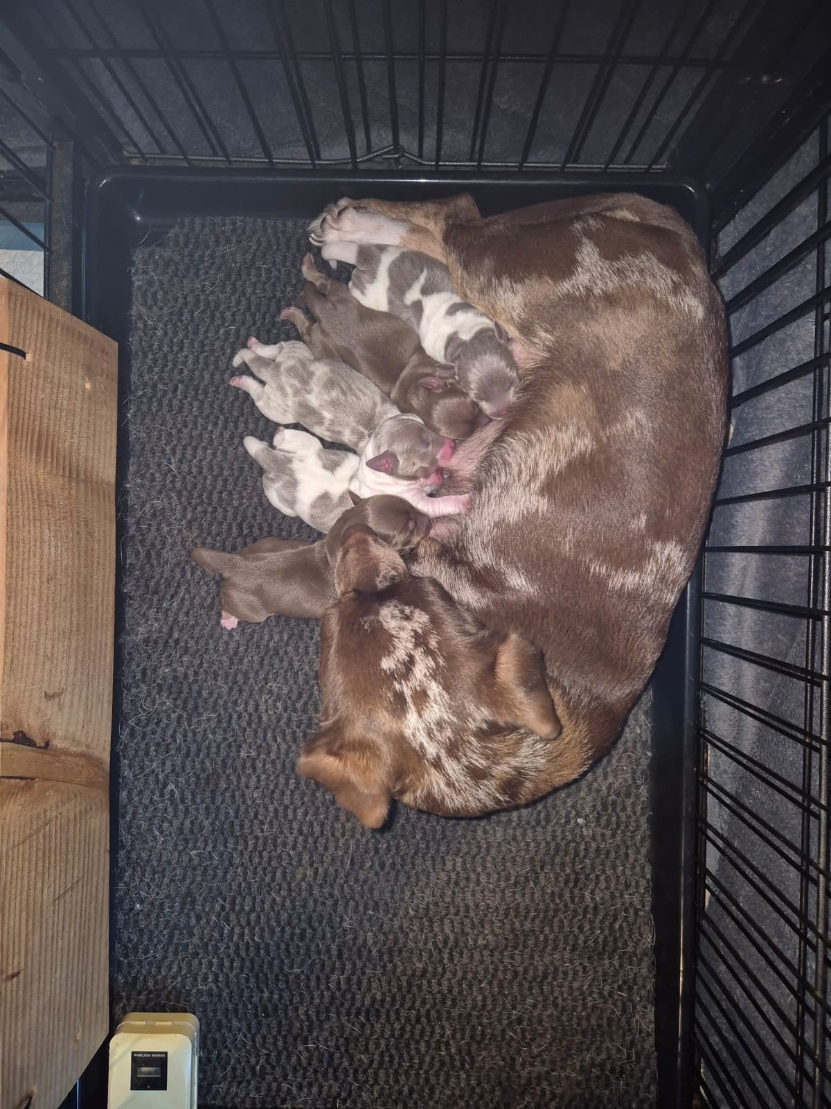 jack russell pups, Dieren en Toebehoren, Honden | Jack Russells en Terriërs, Parvo, Jack Russell Terriër, 8 tot 15 weken, Meerdere