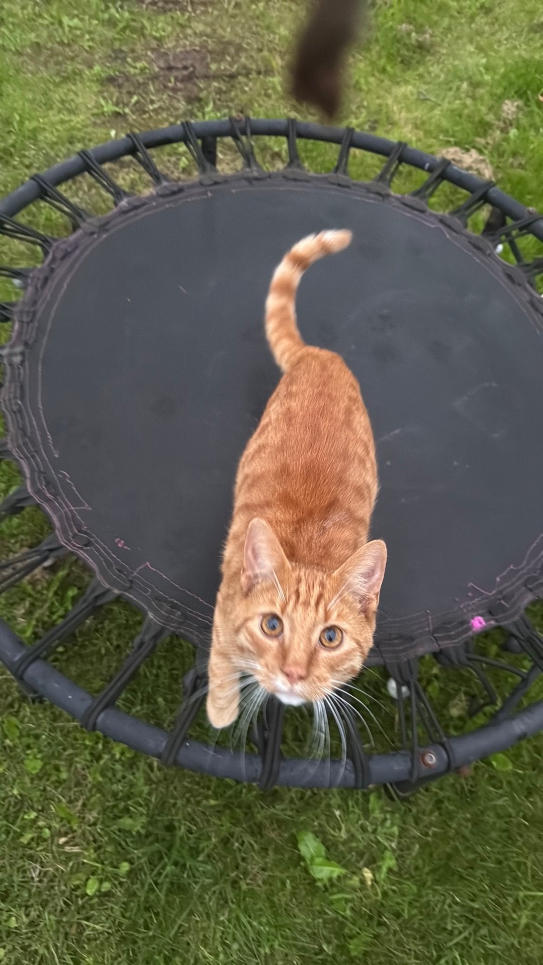 Mini trampoline zonder poes, Ophalen of Verzenden, Gebruikt