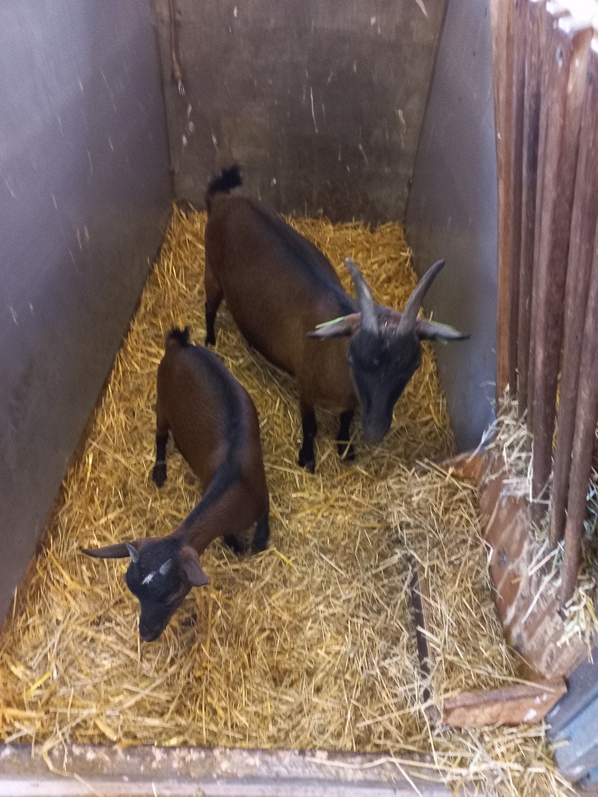 Dwerggeit met lammetje, Dieren en Toebehoren, Vrouwelijk, Geit