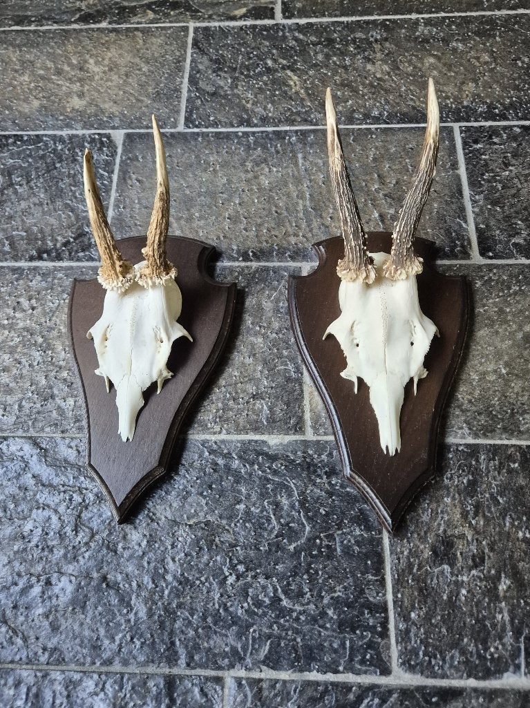 2 Prachtige Ree Geweien samen € 19 jacht hut mancave k64, Verzamelen, Ophalen of Verzenden, Zo goed als nieuw, Hert, Gewei of Kop