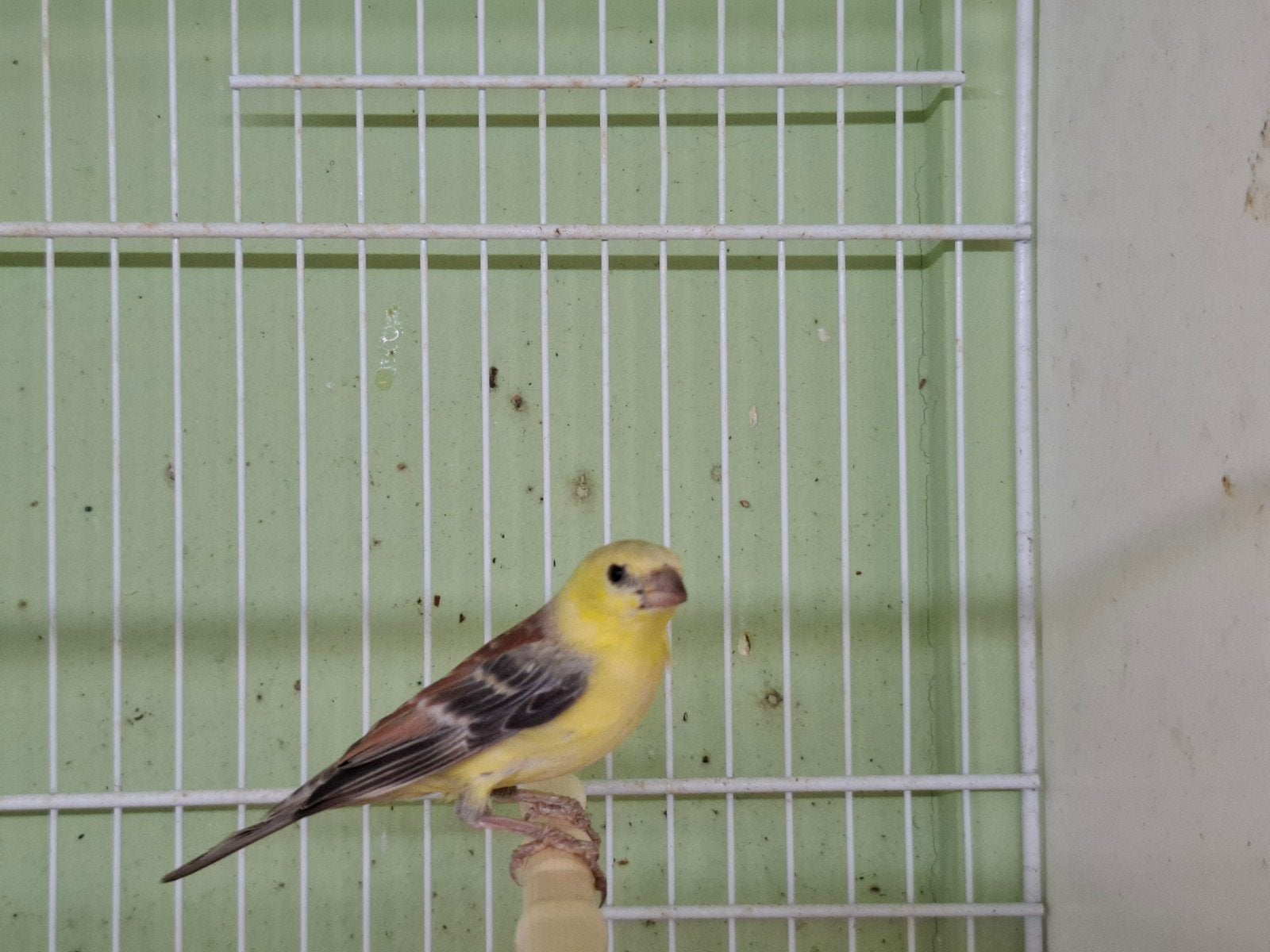 koppel bruinrug goudmussen, Meerdere dieren