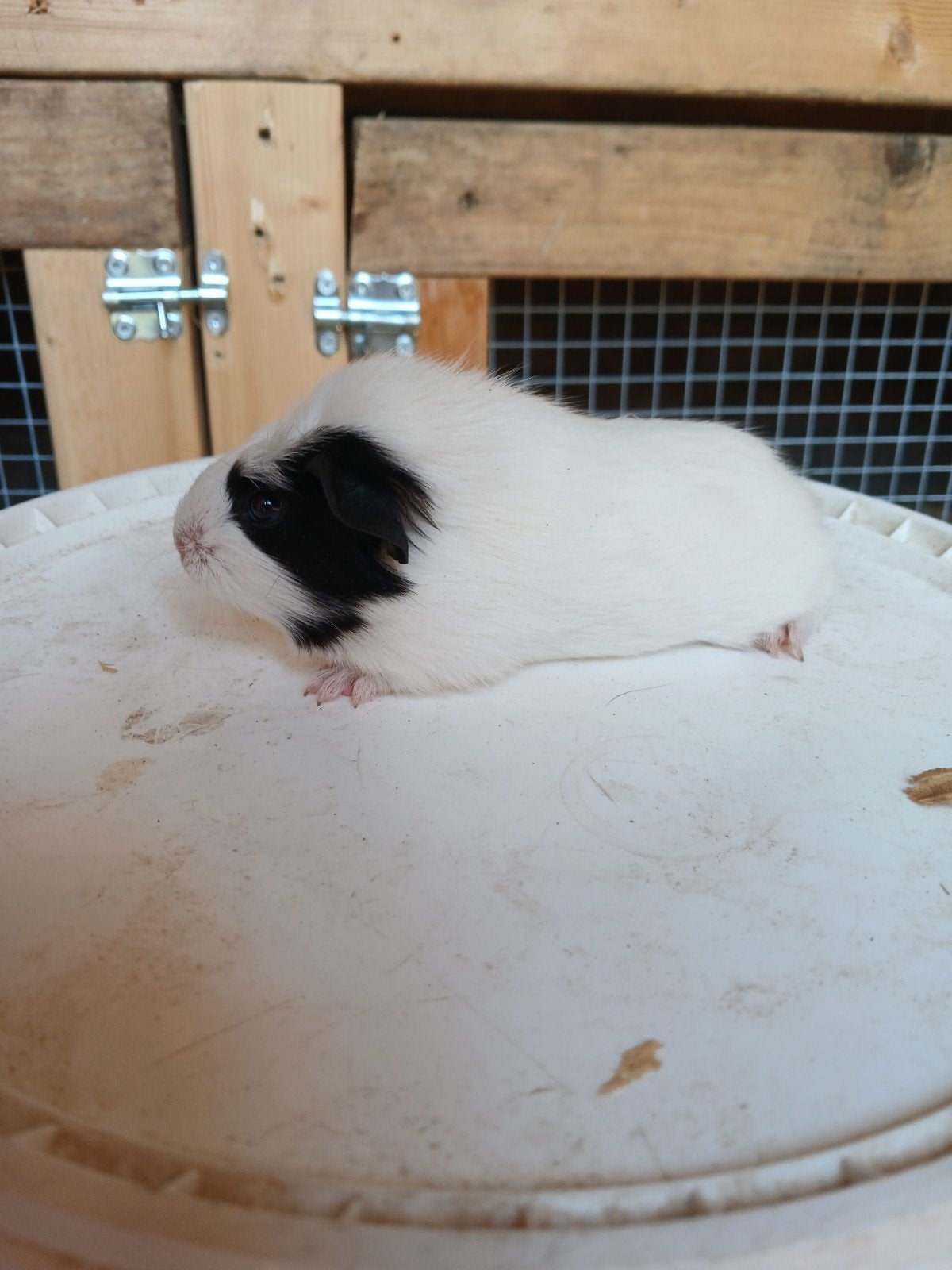 Cavia beer mag gelijk verhuizen, Juni, Mannelijk, Cavia