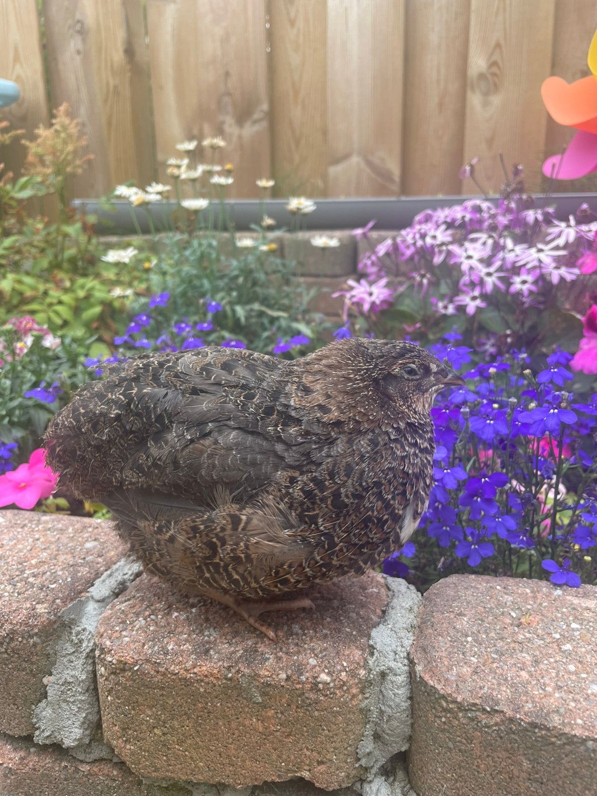 Japanse kwartels, Dieren en Toebehoren, Pluimvee, Overige soorten, Vrouwelijk
