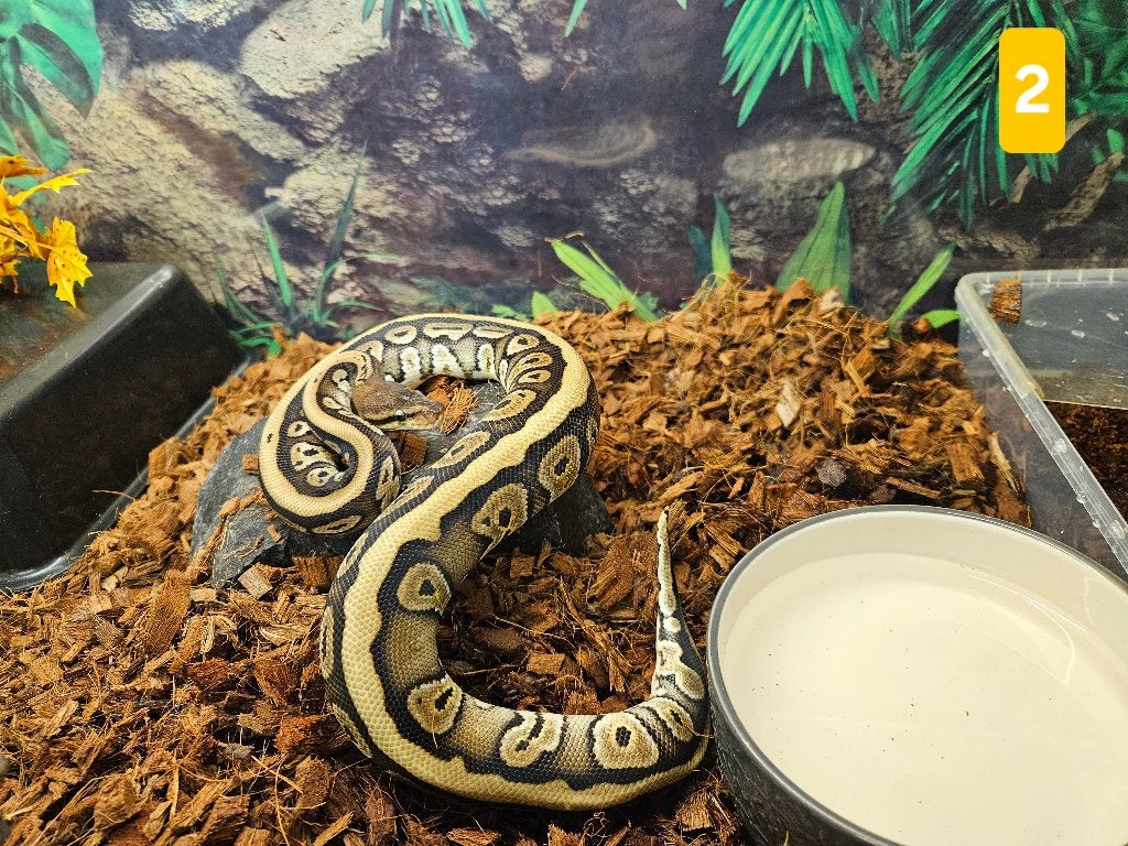 Python Regius Konings Python Morphs, Slang, Tam, 0 tot 2 jaar