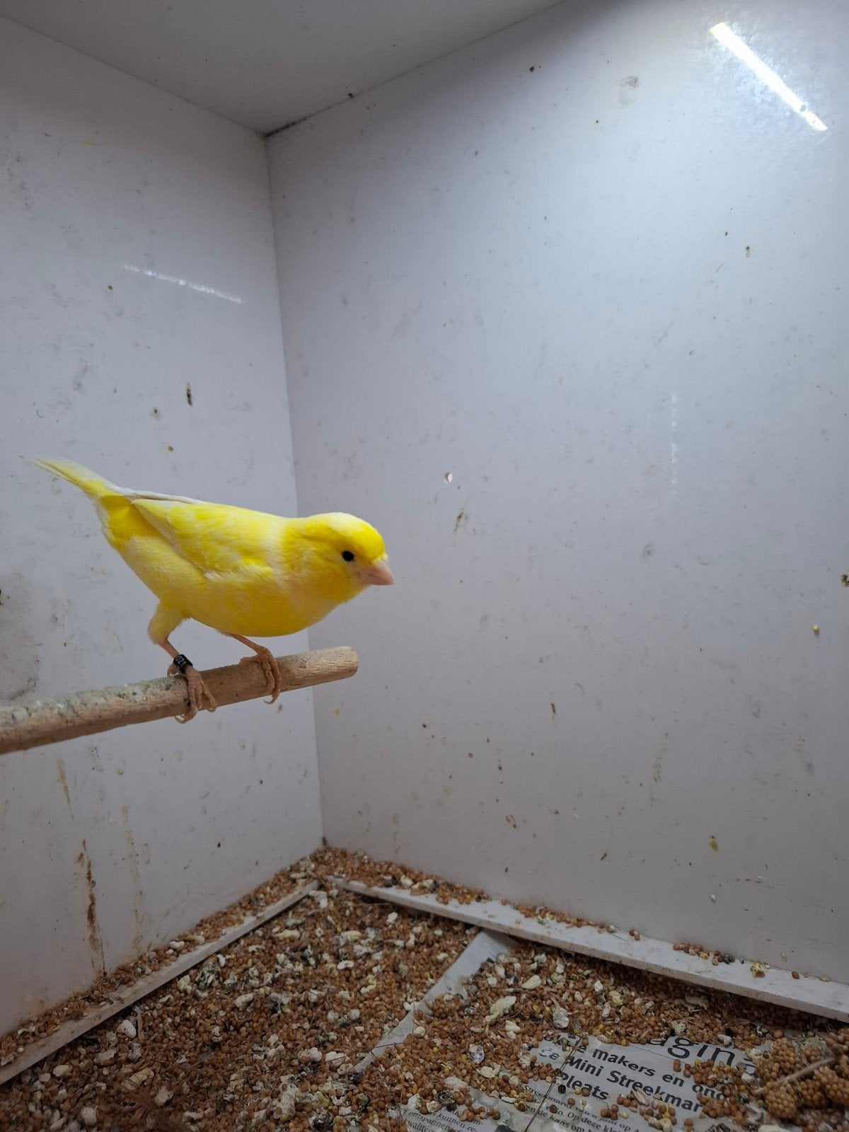 Koppel tt waardige kanaries, Meerdere dieren, Kleurkanarie