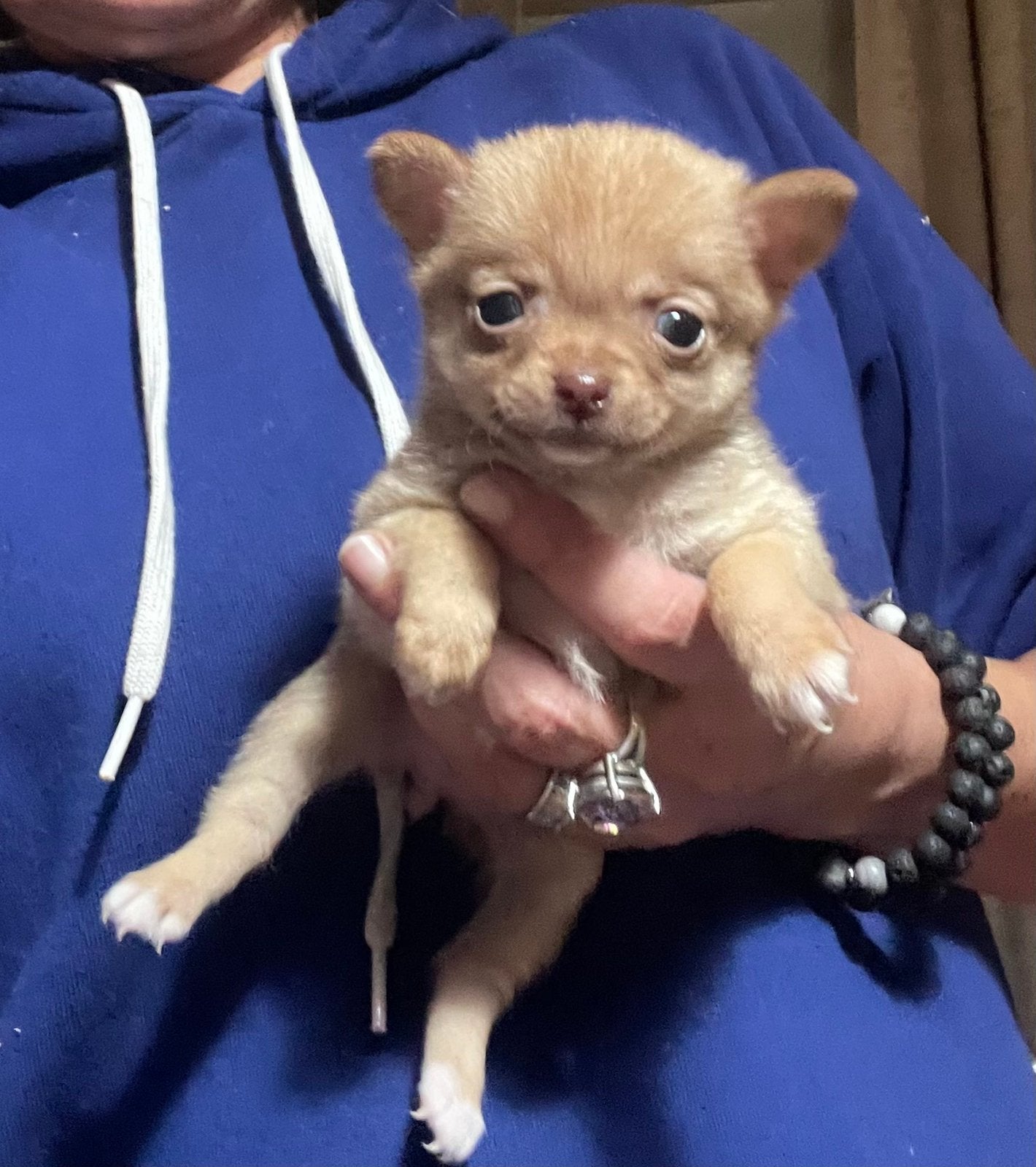 Pomchi pups, Overige rassen, CDV (hondenziekte), 8 tot 15 weken, Meerdere