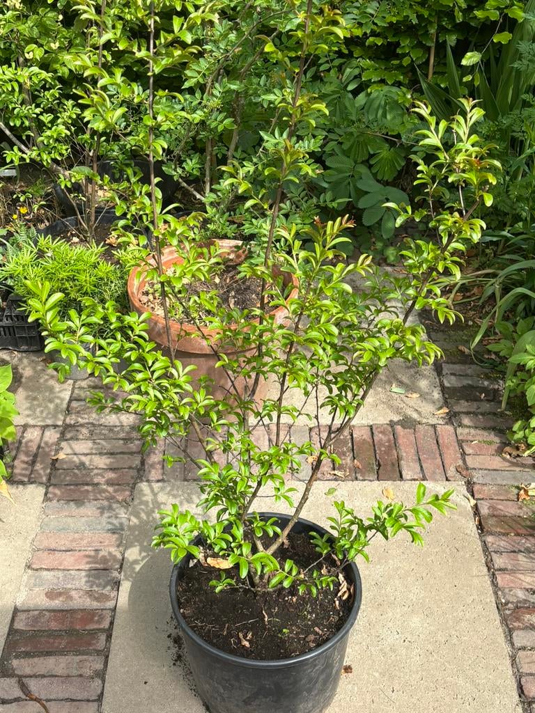Diverse vaste planten, bomen en (meerstammige) struiken, Tuin en Terras, Planten | Struiken en Hagen, Ophalen, Overige soorten