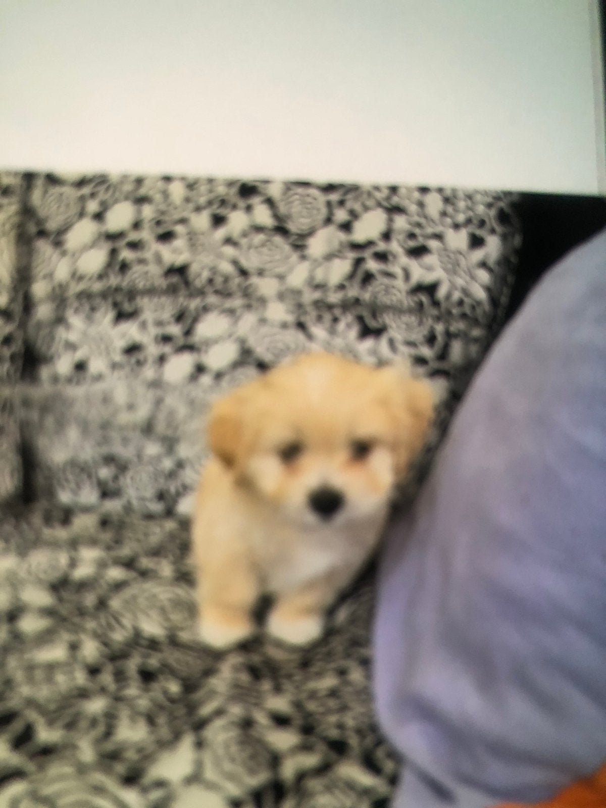 Klein puppy, Dieren en Toebehoren, HCC (leverziekte), 8 tot 15 weken, Meerdere, Meerdere dieren