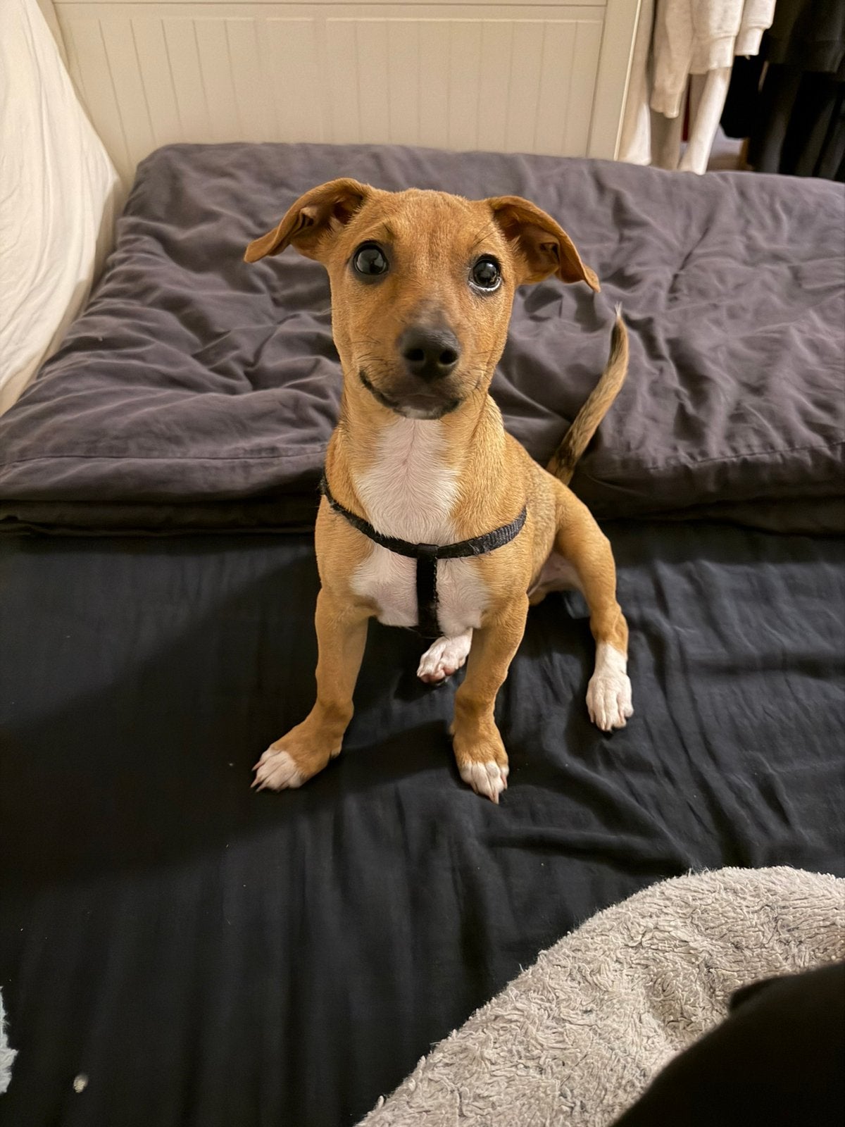 Jack russel puppy, Dieren en Toebehoren, Reu, 8 tot 15 weken, Parvo, Eén hond