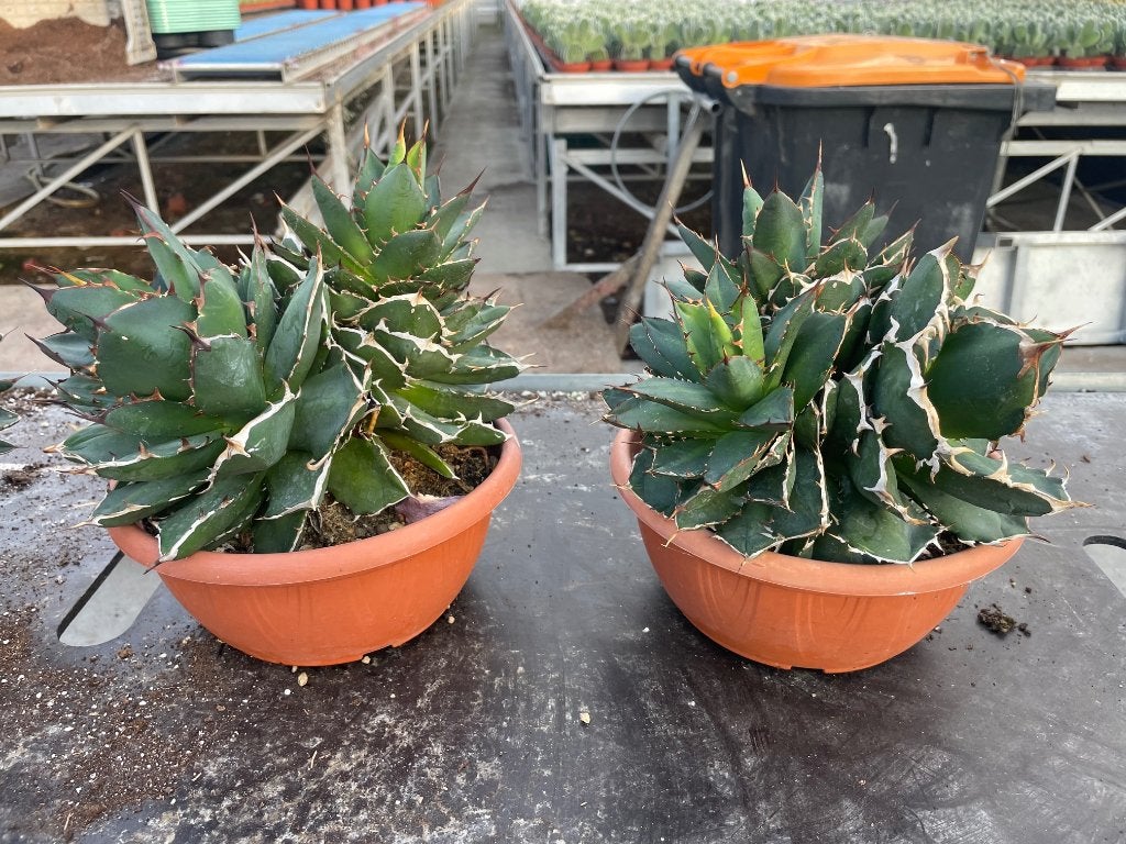 Agave Titonota (cluster) in de 23 cm pot., Ophalen of Verzenden, Minder dan 100 cm, In pot, Cactus