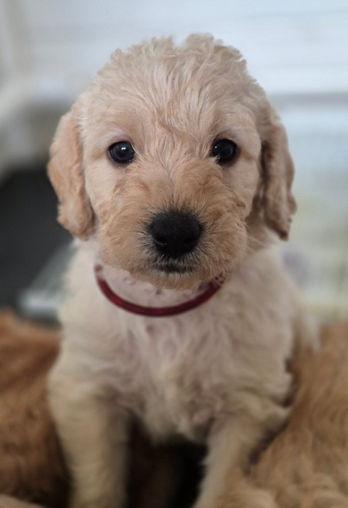 Prachtige kl medium labradoodle pups, CDV (hondenziekte), 8 tot 15 weken, Meerdere, Meerdere dieren