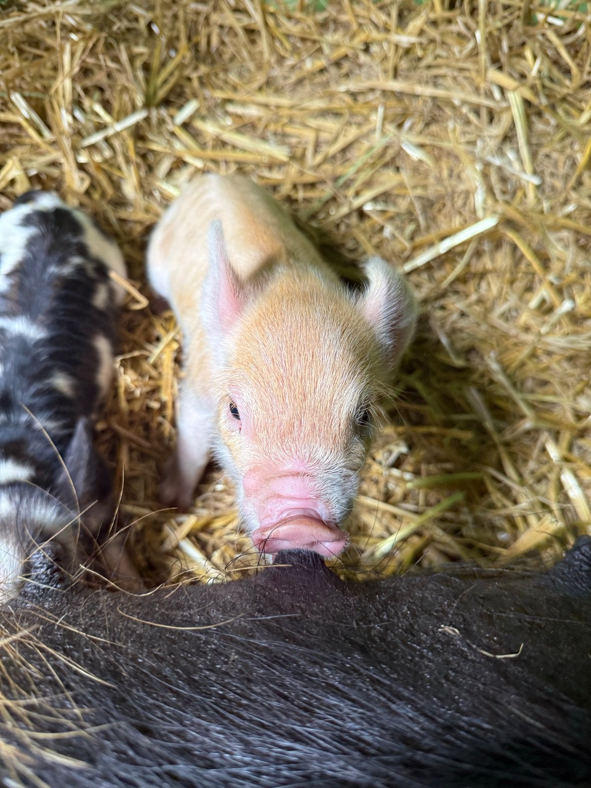 Stamboom Kune Kune biggetjes, Dieren en Toebehoren, Mannelijk, Varken, 0 tot 2 jaar
