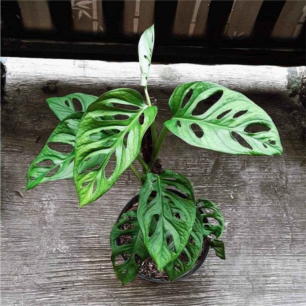 Voordeelpakket zeldzame onbekenden - Monstera, Verzenden, Halfschaduw, Minder dan 100 cm