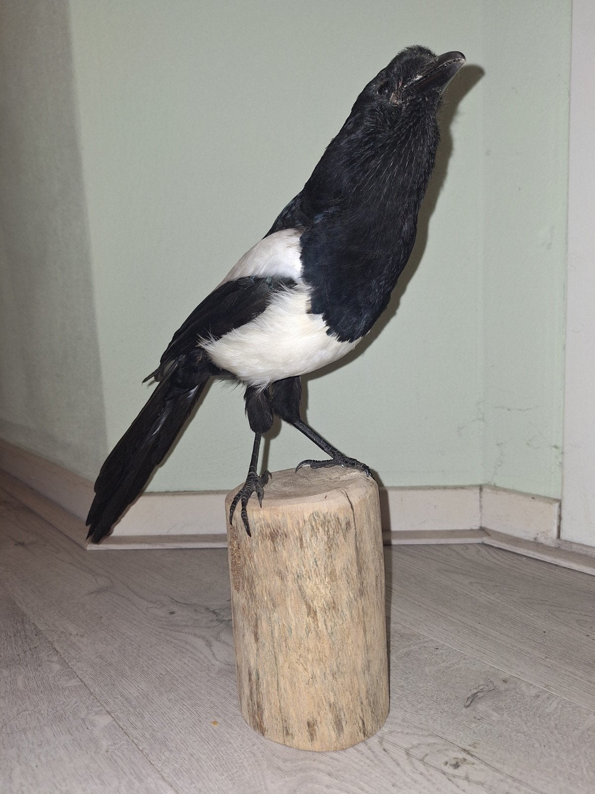Opgezette ekster. Ekster taxidermie., Ophalen of Verzenden, Nieuw, Vogel, Opgezet dier