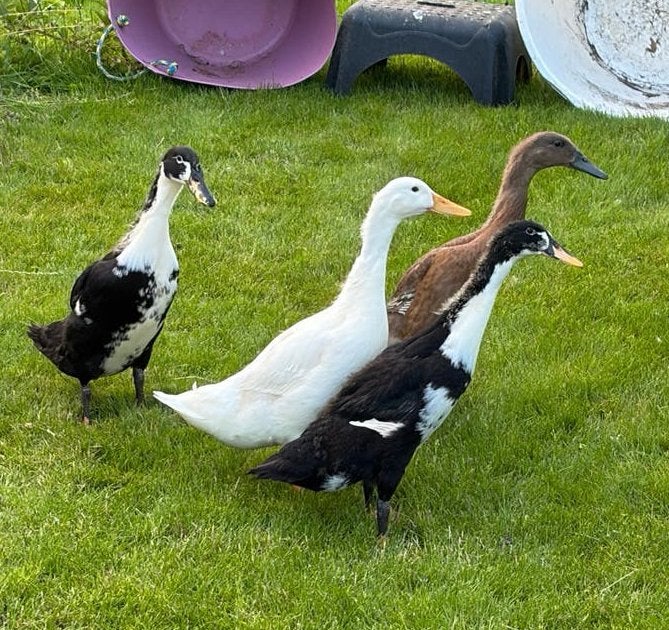 GEZOCHT: twee vrouwtjes loopeenden, Dieren en Toebehoren, Vrouwelijk, Eend