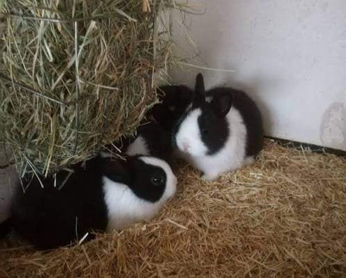 Leuke Konijnen......., Dieren en Toebehoren, Vrouwelijk, Middelgroot, 0 tot 2 jaar