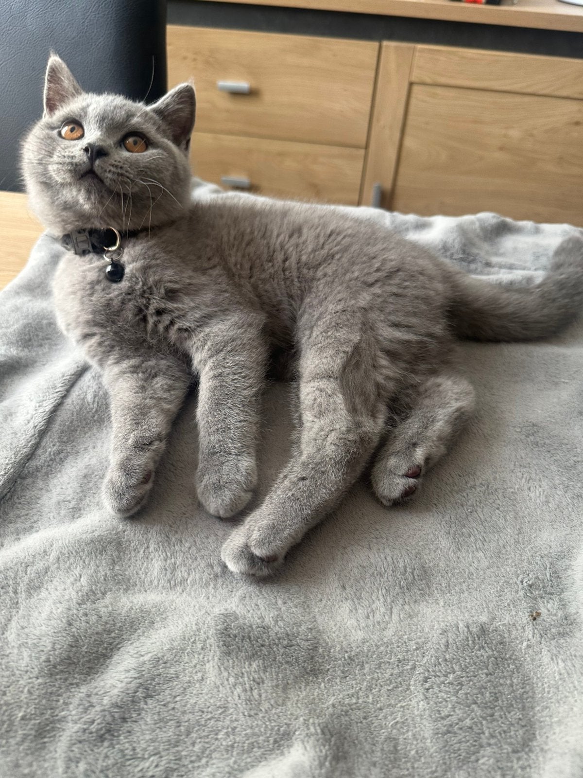 Britse korthaar kittens, Kater, Ontwormd