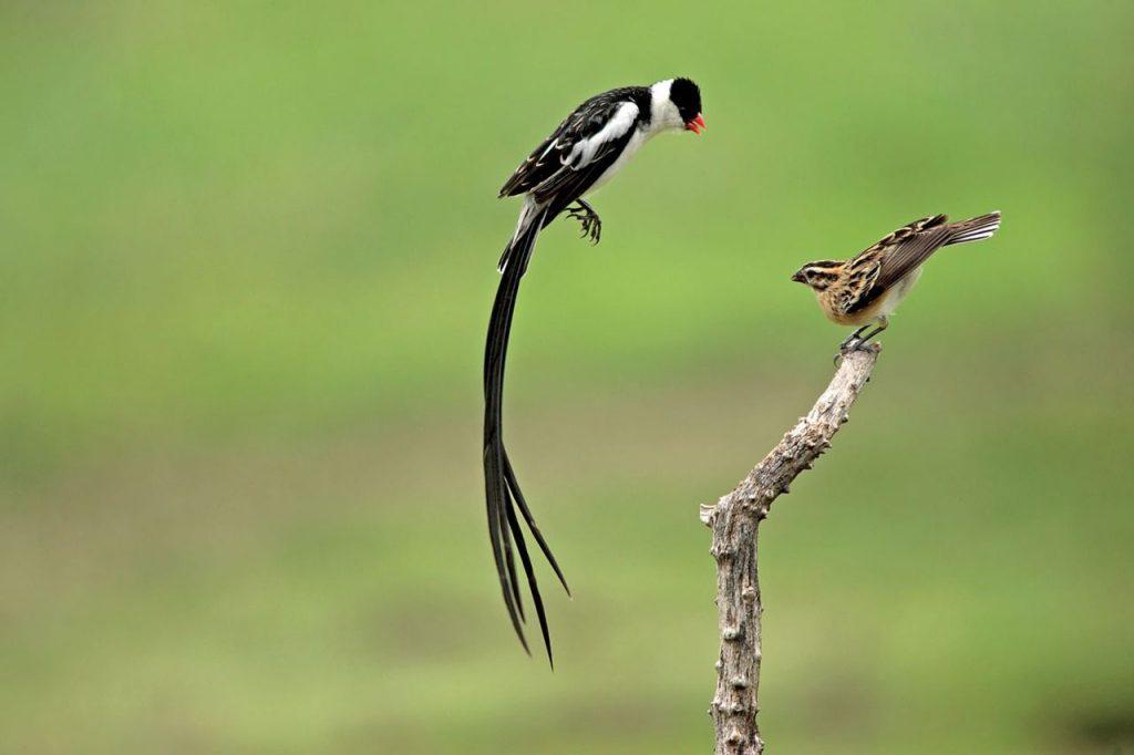 Domenicaner wida - vidua macroura, Dieren en Toebehoren, Mannelijk, Tropenvogel, Geringd