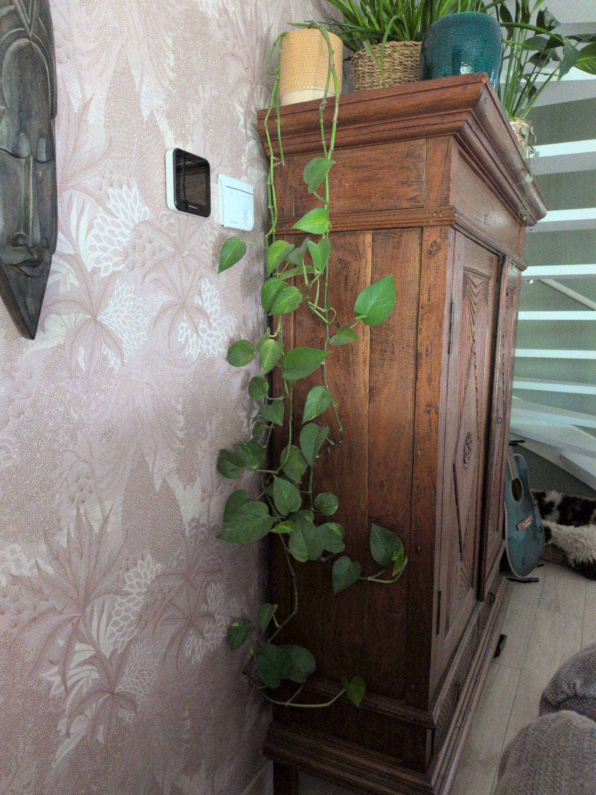 Hangplant in okergele keramieken pot, Ophalen, 100 tot 150 cm, Overige soorten, Halfschaduw