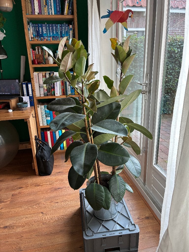 Hele gezonde Ficus Elastica 140cm hoog met drie takken, Ophalen, Ficus, 100 tot 150 cm, Halfschaduw
