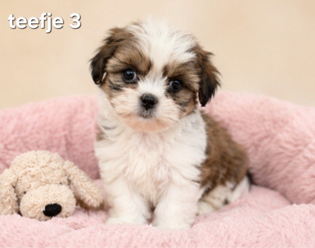 Kleinblijvende boomerpups mini maltezer maal shih tzu, Parvo, Overige rassen, 8 tot 15 weken, Meerdere