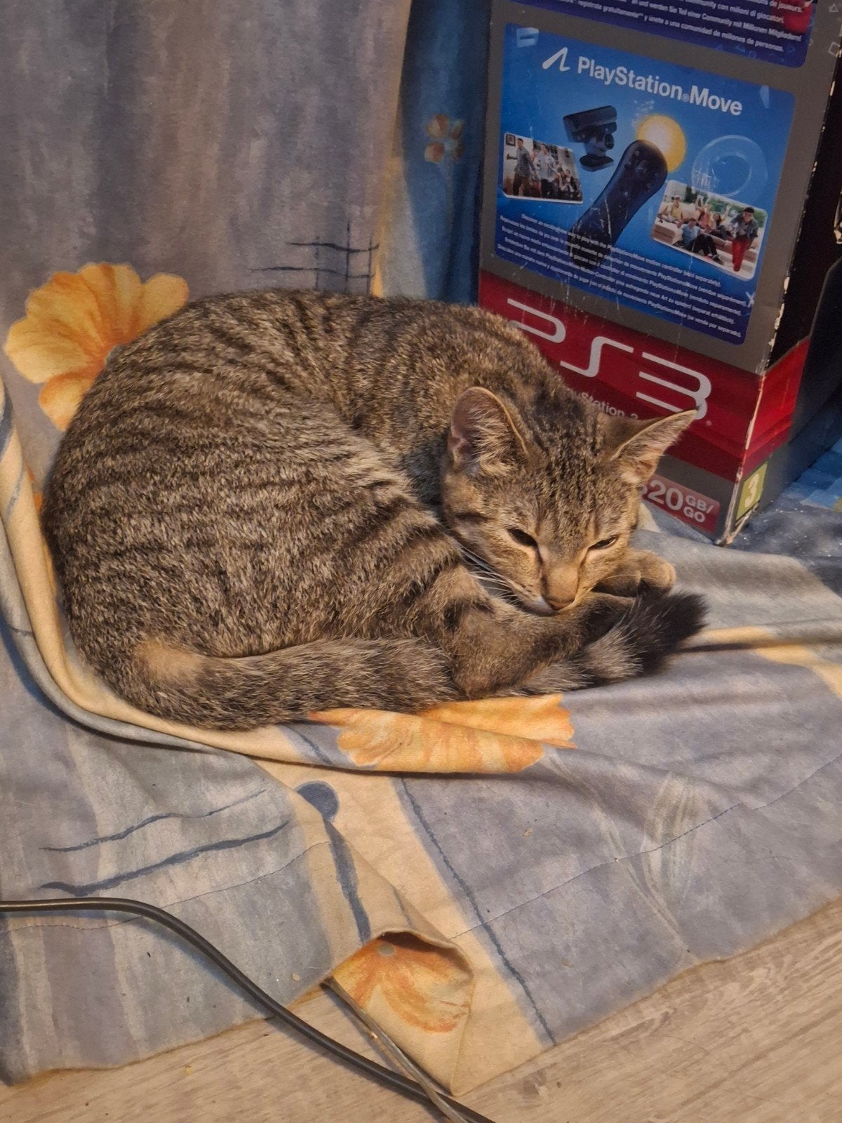 poes, Dieren en Toebehoren, Katten en Kittens | Raskatten | Korthaar, Poes, 0 tot 2 jaar