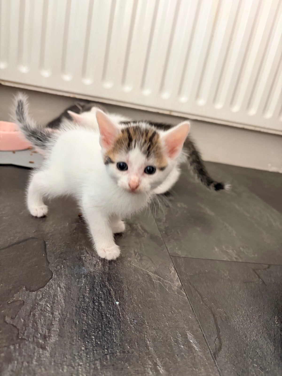 Prachtige kittens
