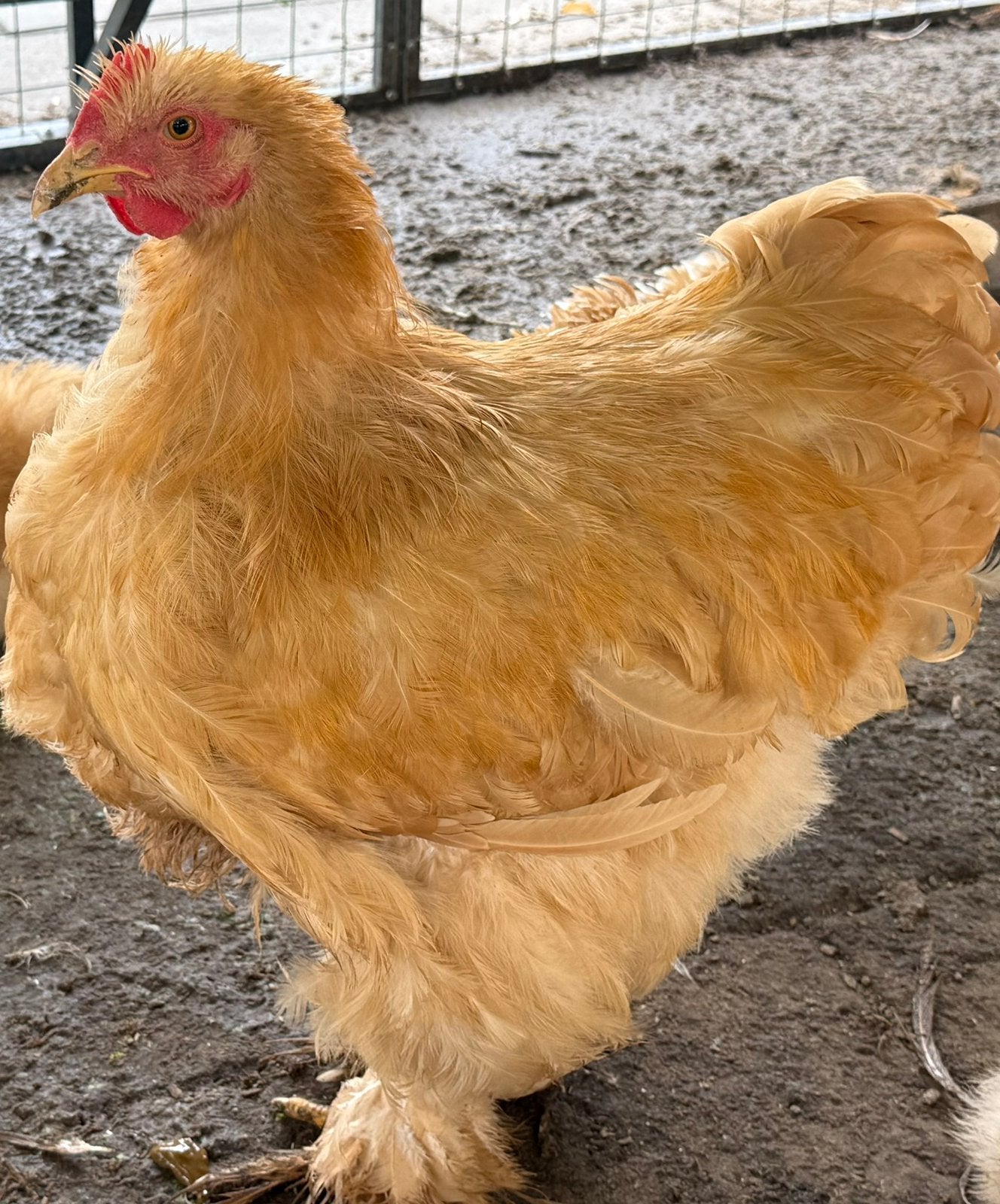 Cochin  groothoender, Dieren en Toebehoren, Pluimvee, Geslacht onbekend, Kip