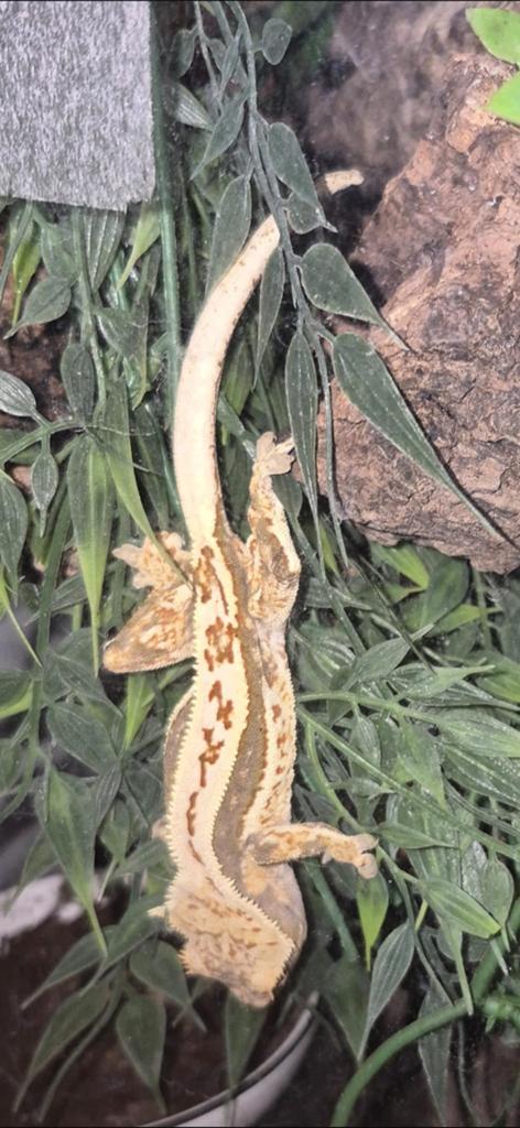 Wimpergekko