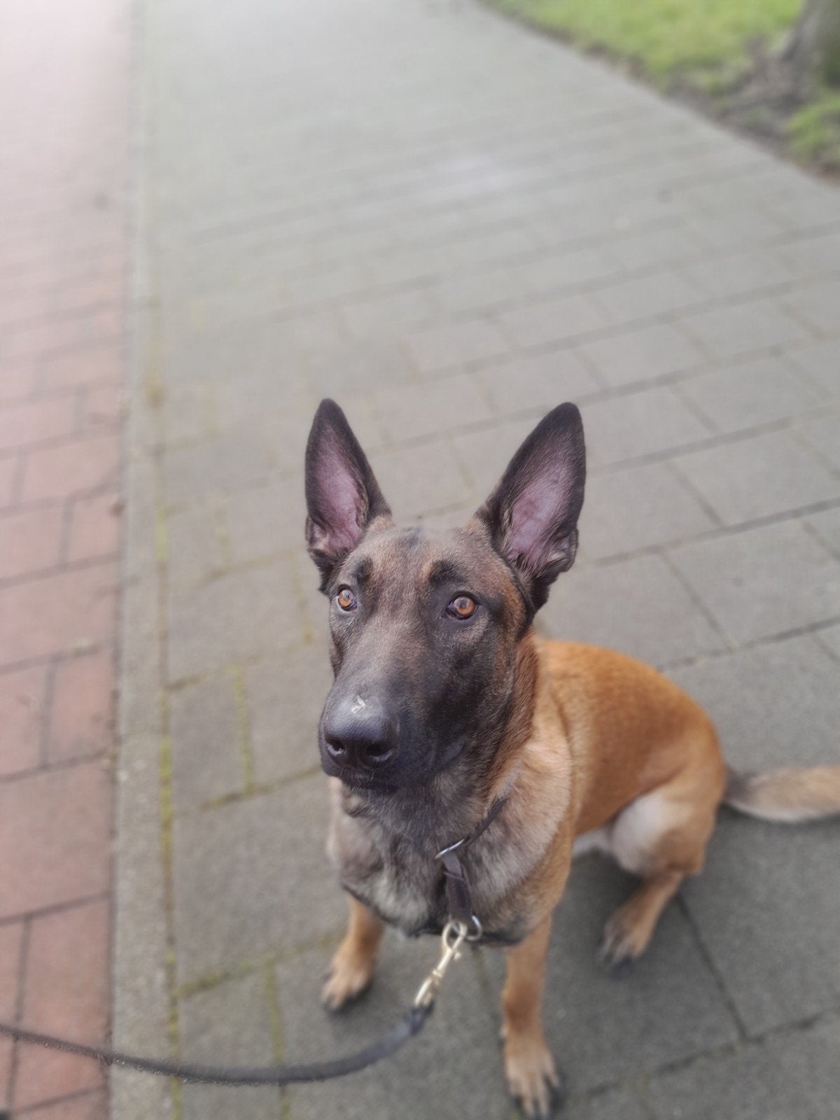 Mechelaar!, Dieren en Toebehoren, Parvo, Reu, 1 tot 2 jaar, Eén hond