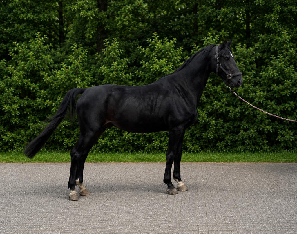 KWPN tuigpaard ruin | 1.68 m | Kane x Ulandro | 4 jaar, Dieren en Toebehoren, Paarden, Met stamboom, Ruin, Niet van toepassing