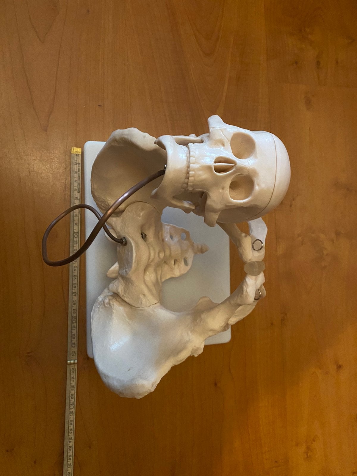 Anatomisch model | Geboorte demo bekken. zo goed als nieuw, Ophalen of Verzenden, Zo goed als nieuw