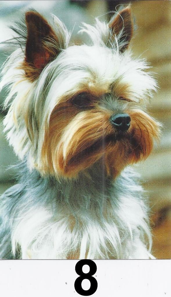 K540 ansichtkaart yorkshire terrier ongelopen, Ophalen of Verzenden, 1980 tot heden, Gelopen