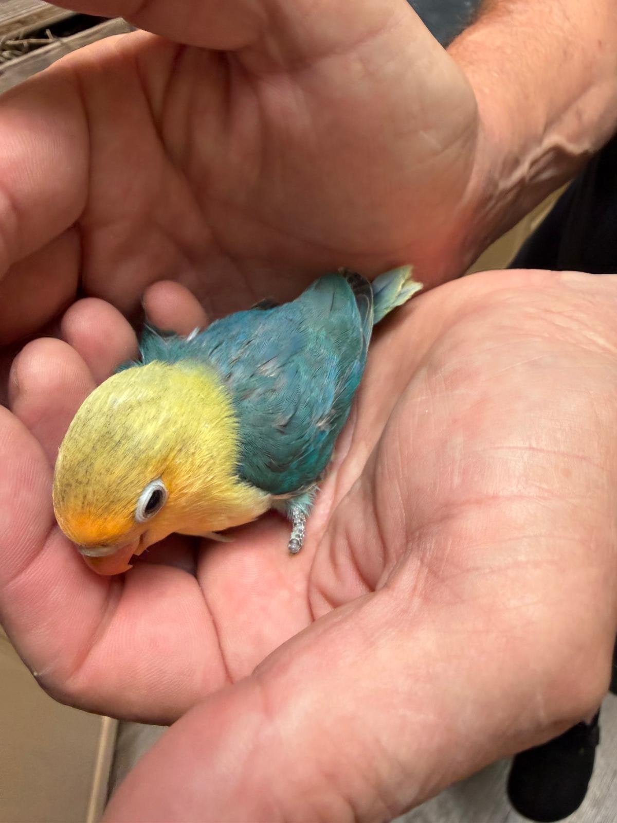 Jonge fischerie, Dieren en Toebehoren, Vogels | Parkieten en Papegaaien, Meerdere dieren, Parkiet, Geringd