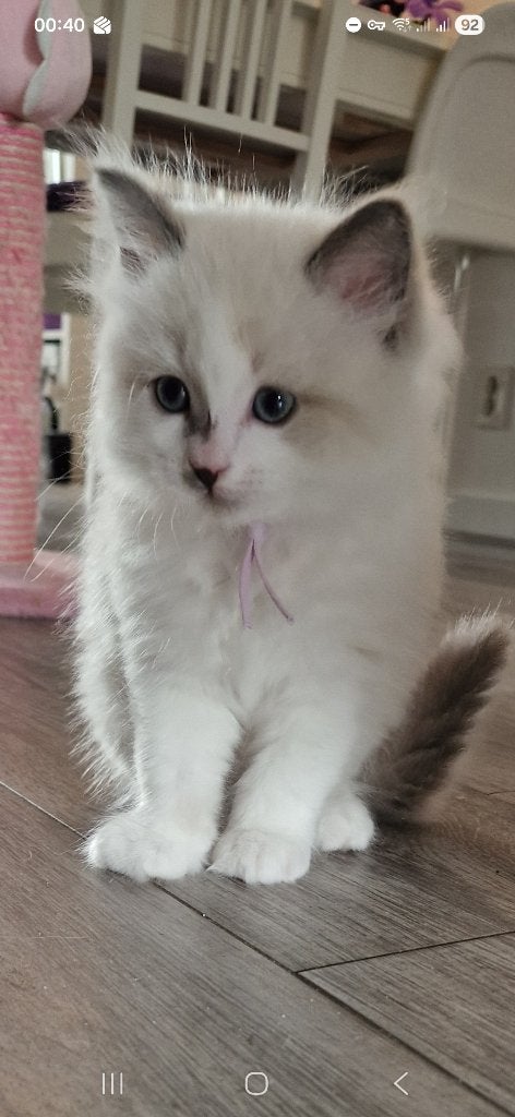 Super lieve Ragdoll Siamees kittens - katertje, Dieren en Toebehoren, Katten en Kittens | Raskatten | Langhaar, Kater, Ontwormd