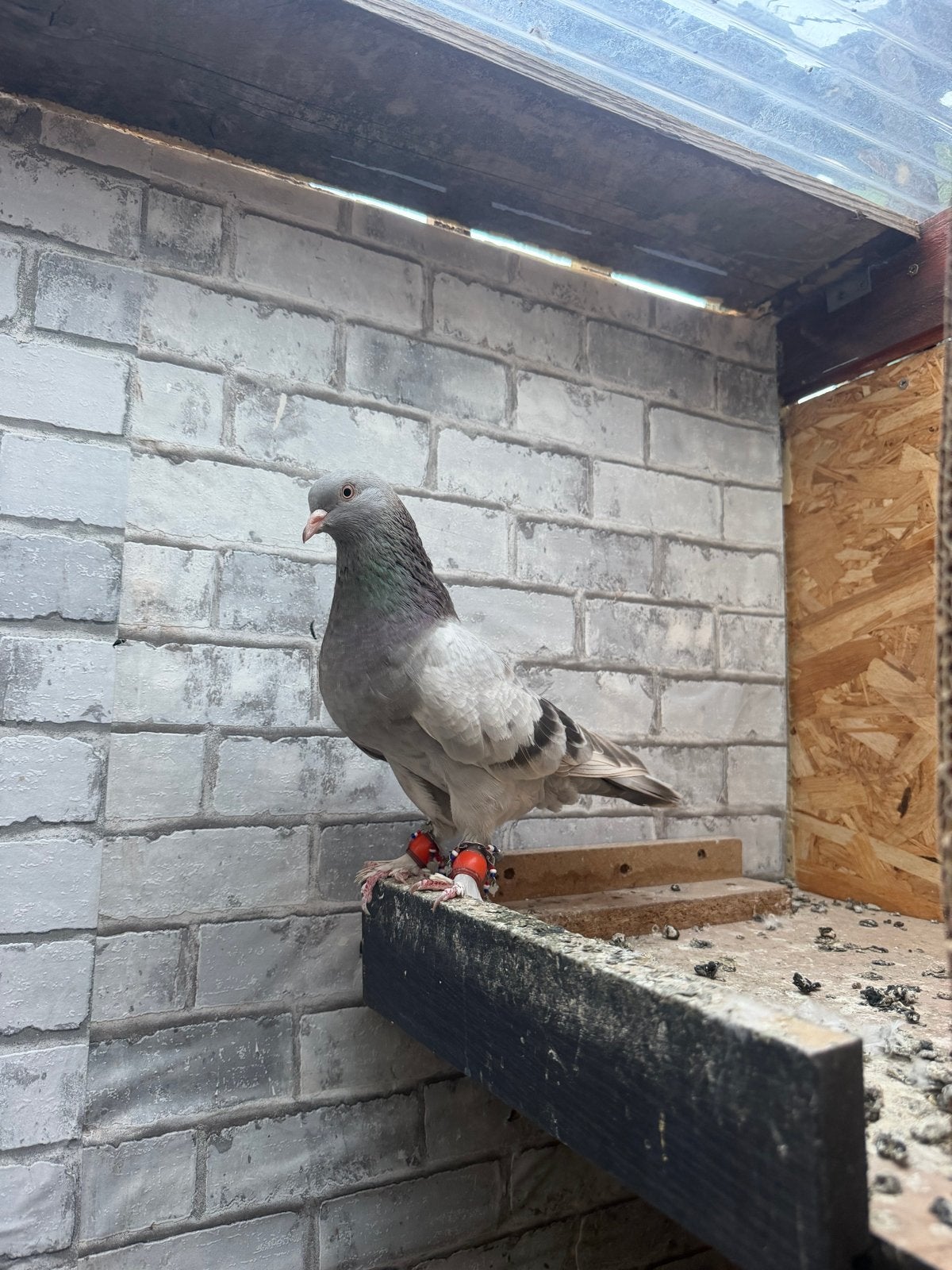 Duiven, Geslacht onbekend, Postduif