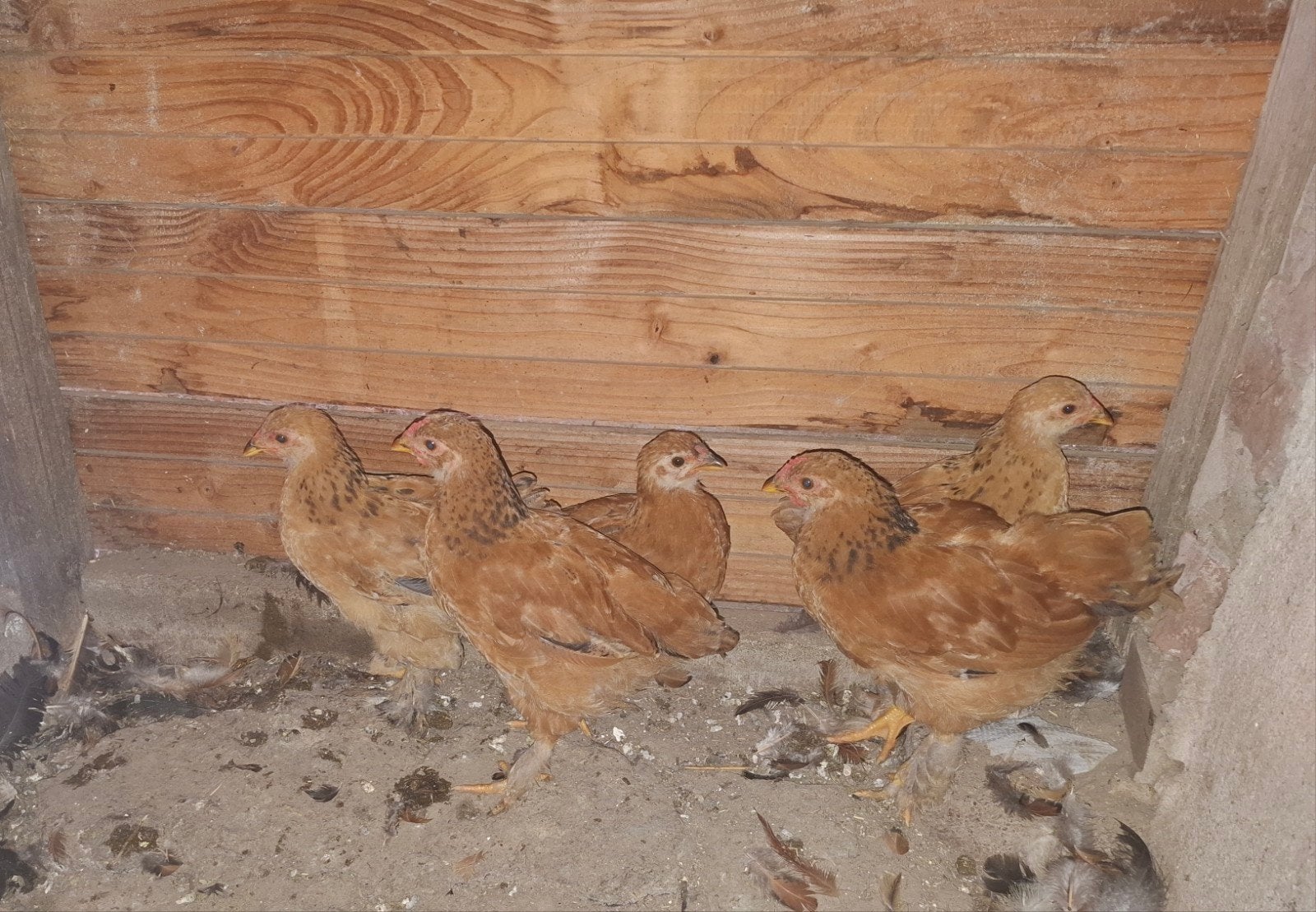 5 mooie  kuikens mini brahma en/of kruising, Meerdere dieren, Kip