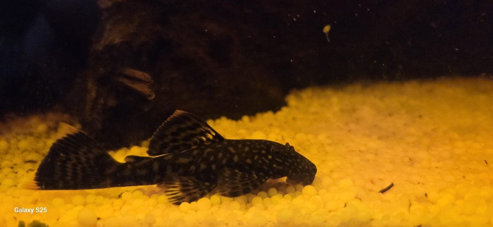 ancistrus algeneter, Amfibie, 0 tot 2 jaar