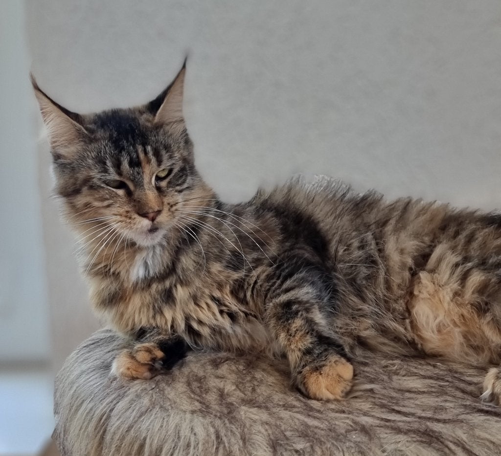 Prachtige Maine Coons zoeken een liefdevol nieuw thuis!, Poes, Met stamboom, 0 tot 2 jaar