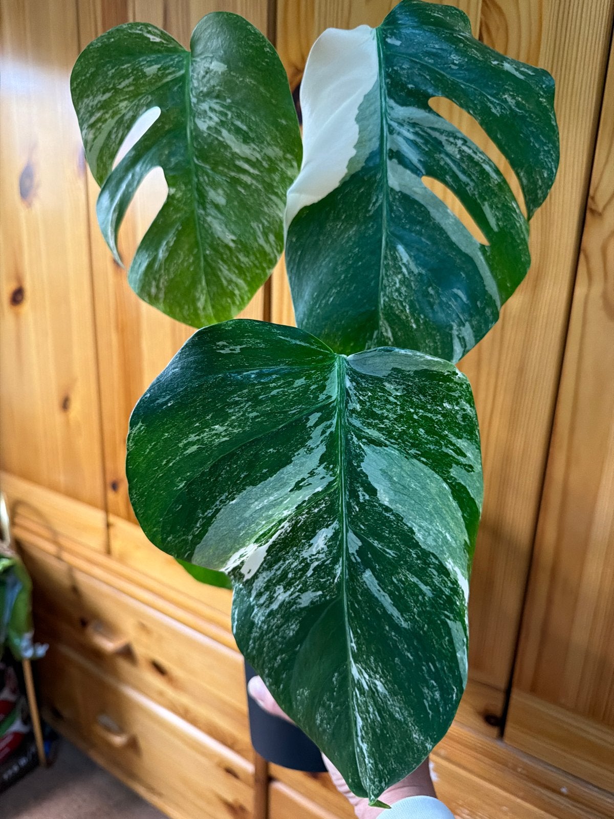 Monstera Albo Variegata, Ophalen of Verzenden, Halfschaduw, Minder dan 100 cm