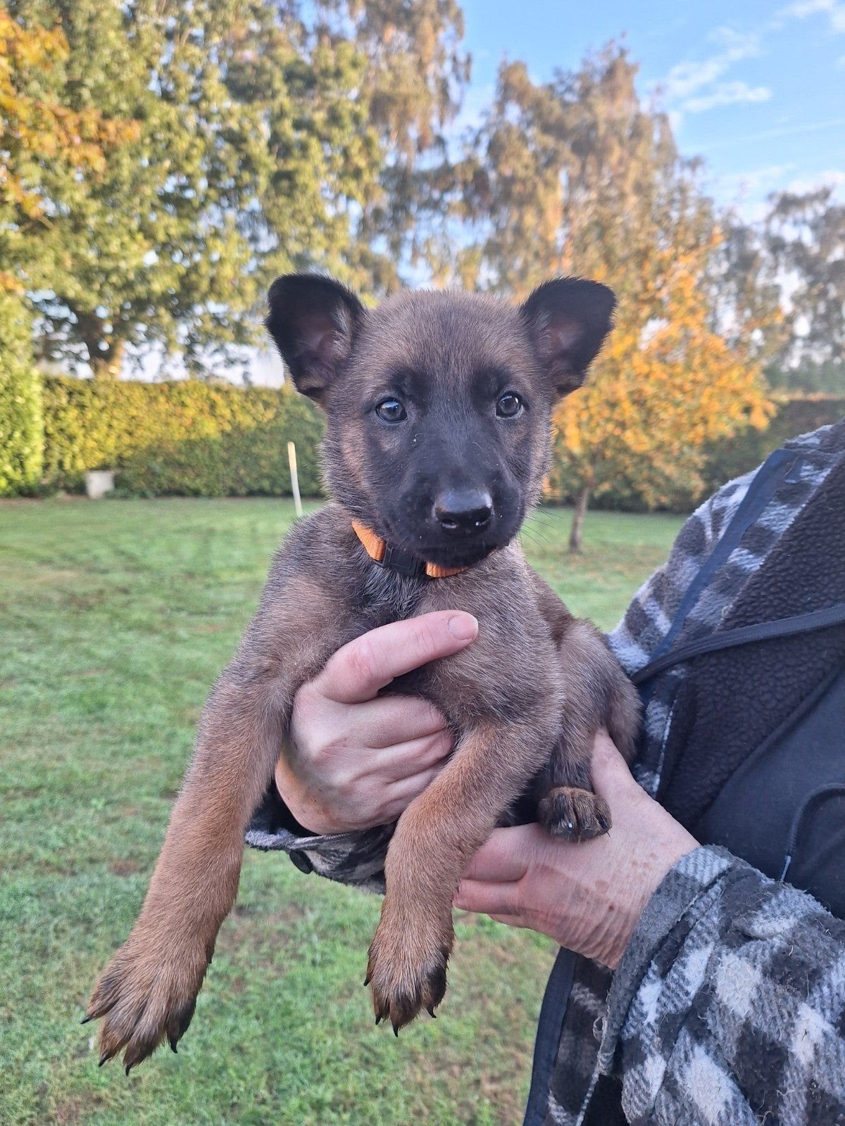 mechelseherder pups, 8 tot 15 weken, Meerdere, Meerdere dieren, Herder