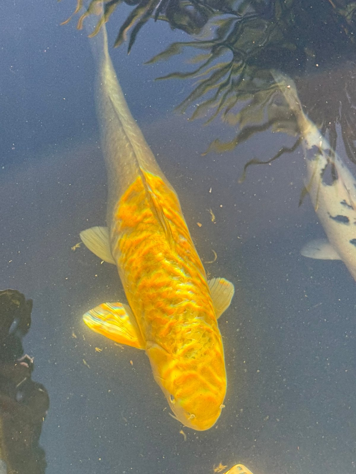 Grote japanse koi Yamabuki bijna 70cm!!!, Dieren en Toebehoren, Vissen | Vijvervissen, Karper of Koi