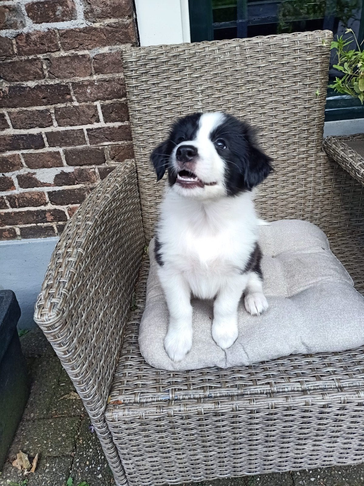 Nog 2 Australian Shepherd pups zoeken een goed huis!!, Dieren en Toebehoren, 8 tot 15 weken, Meerdere, Meerdere dieren, Herder