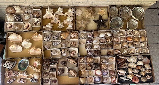 TROPISCHE SCHELPEN ASSORTI  V.A.2 EURO, Verzamelen, Ophalen of Verzenden, Zo goed als nieuw, Overige soorten, Overige typen