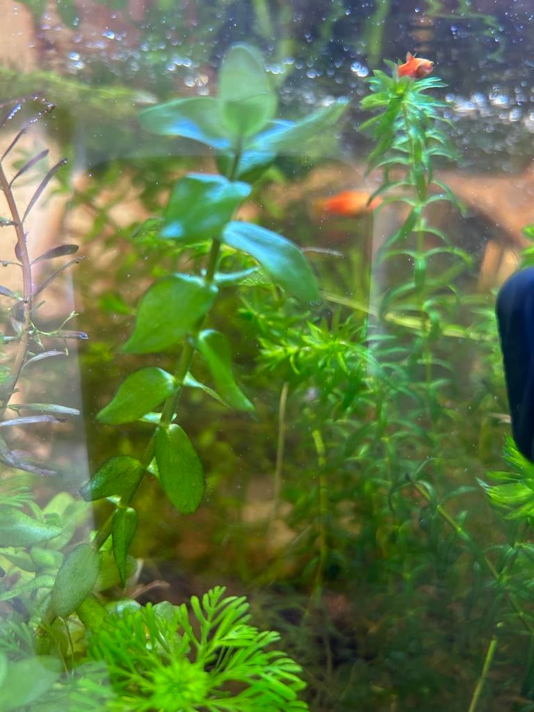 Bacopa monnieri (Kleine vetkruid) aquariumplant, Ophalen of Verzenden, Plant(en), Steen of Hout