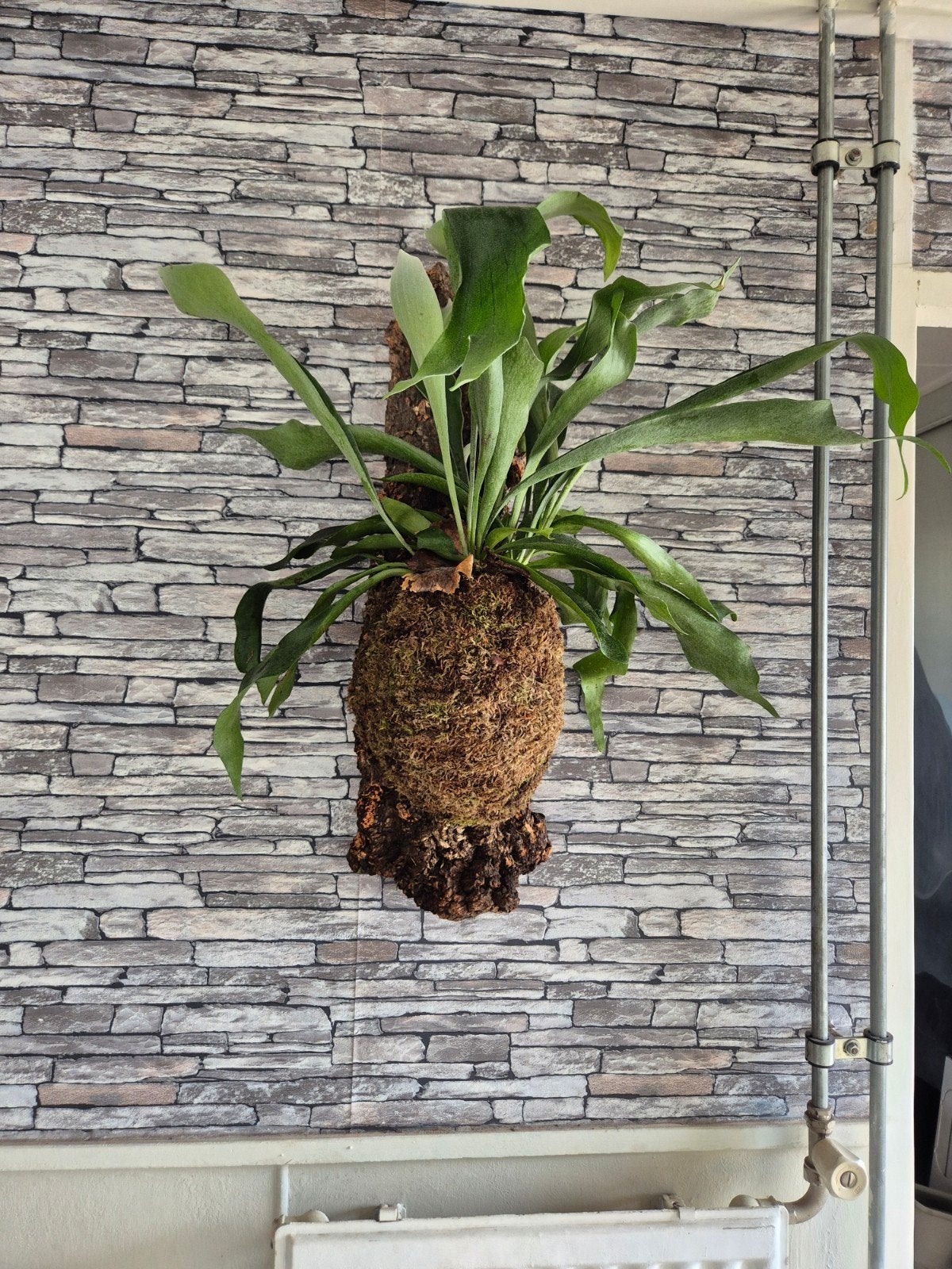Hertshoorn op kurk XL, Overige soorten, Minder dan 100 cm, Groene kamerplant, Halfschaduw